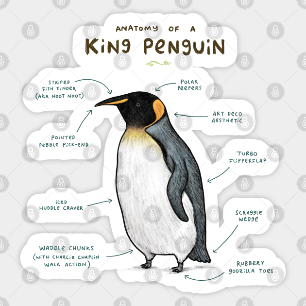 Anatomy of a King Penguin Penguin Sticker TeePublic